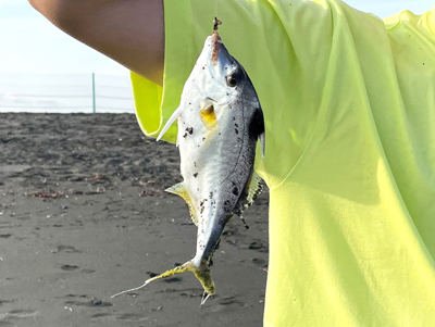 この夏、漁業および魚食文化復権を模索する