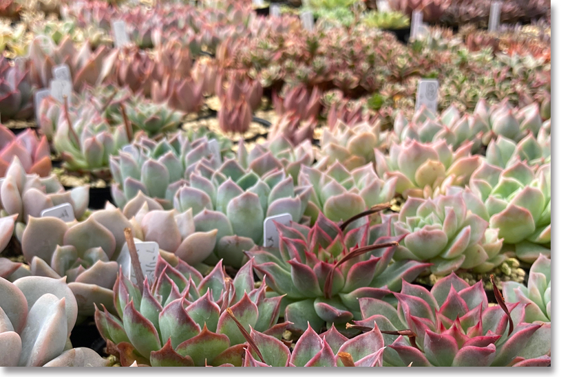 約1000種類の多肉植物が並ぶ！