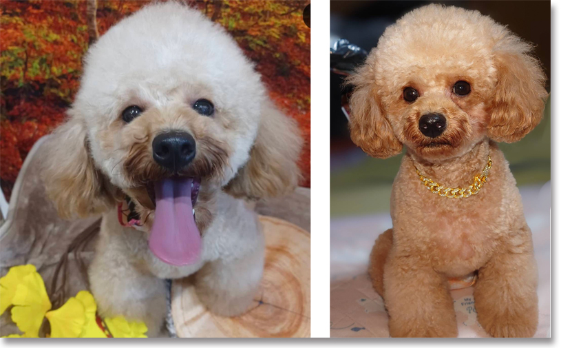 愛犬が仕事のモチベーション！