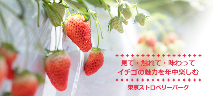 見て・触れて・味わって　イチゴの魅力を年中楽しむ
東京ストロベリーパーク