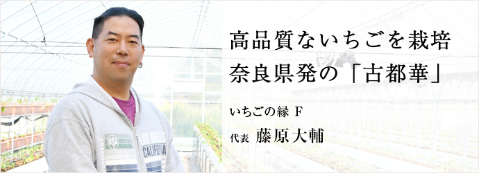 高品質ないちごを栽培　奈良県発の「古都華」
いちごの縁 F 代表 藤原大輔