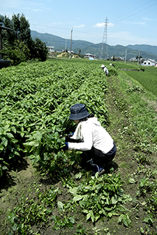 glay-s1top.jpg